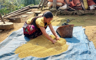 Phụ nữ Tung Chung Phố thoát nghèo nhờ đưa cây đậu tương lên núi 