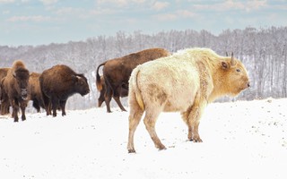 Vì sao bò rừng trắng được coi là biểu tượng thiêng liêng của bộ tộc Lakota?