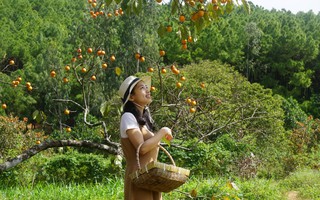 Vườn hồng trăm tuổi trĩu quả ở Nghệ An thu hút giới trẻ