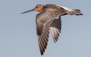 Chú chim "chạy marathon" trên trời trong 11 ngày liên tục, bay hơn 13.500km