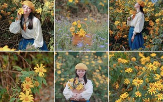 3 cách chụp ảnh cực đẹp với hoa dã quỳ 