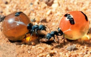 Honeypot: Loài kiến ​​duy nhất trên thế giới sản xuất mật
