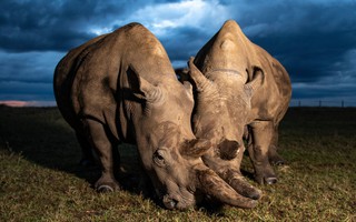 Sừng tê giác đã giảm dần kích thước trong thế kỷ qua