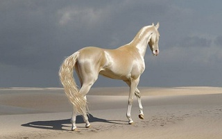 Akhal-Teke: Giống ngựa đẹp mã nhất trên hành tinh 