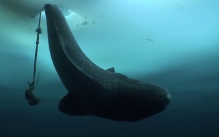 Cá mập Greenland: Một sinh vật bí ẩn và hấp dẫn đại dương