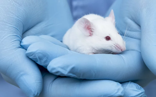 Tại sao loài chuột lại được lựa chọn để tham gia vào các thí nghiệm khoa học?