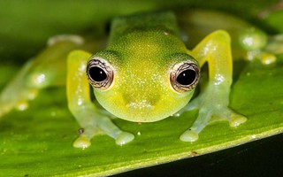 Khám phá bí ẩn của loài ếch có khả năng "tàng hình"