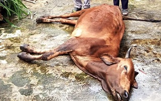 Hàng trăm gia súc ở nhiều huyện miền núi Nghệ An chết do giá rét