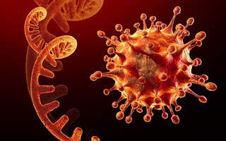 Việt Nam chưa ghi nhận biến thể mới của virus SARS-CoV-2