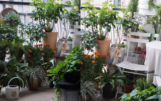 Tận hưởng thú vui trồng cây bên ngoài ban công nhà chỉ vỏn vẹn 4m²