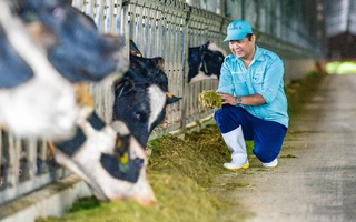 Vinamilk tiếp nhận hơn 1.500 bò sữa nhập khẩu từ Mỹ về các trang trại Green Farm