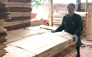 Mở xưởng gỗ ván bóc, tạo việc làm cho lao động địa phương