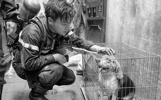 Di ảnh cảnh sát chữa cháy bên chú cún được cứu làm lay động cộng đồng mạng