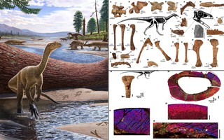Hóa thạch khủng long hoàn chỉnh và lâu đời nhất của châu Phi được tìm thấy ở Zimbabwe