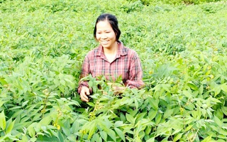 Nâng cao giá trị cây dược liệu ở Hà Giang