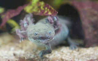 Axolotl: Loài kỳ nhông có thể giúp chúng ta khám phá ra những bí ẩn của não bộ