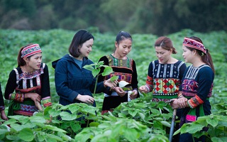 Nhiều hoạt động nâng cao năng lực, kỹ năng về giới cho cán bộ vùng dân tộc thiểu số & miền núi