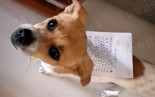 Chó cưng đi lạc nhiều ngày trở về với 1 tờ giấy trên lưng, chủ vừa đọc vừa "tăng xông"