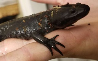 Kỳ giông axolotl có thể đột ngột biến từ động vật sống dưới nước thành sinh vật trên đất liền?