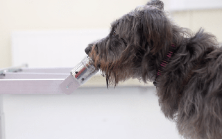 Các nhà khoa học chỉ ra: Loài chó có thể đánh hơi được "mùi căng thẳng" của con người