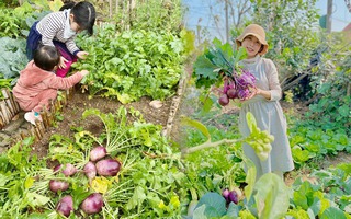 Lần đầu trồng rau nản muốn bỏ, vườn của bà mẹ Quảng Ninh hiện giờ khiến bao người mê
