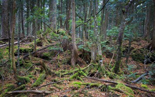 Aokigahara: Khu rừng bí ẩn ở Nhật Bản
