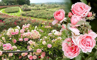 Mùng 3 Tết đến thăm vườn hồng rộng 6.000m² của người phụ nữ ở Hà Nội