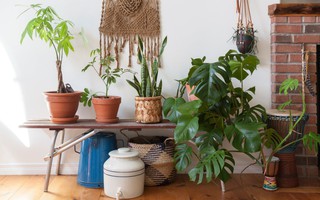 Làm sạch không khí trong nhà bằng 9 loại cây cảnh quen thuộc
