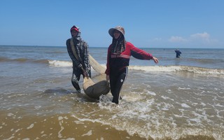Săn “lộc biển”, ngư dân Hà Tĩnh bỏ túi tiền triệu mỗi ngày