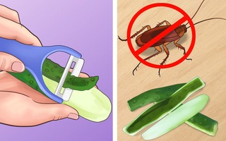 Những cách đuổi côn trùng rất nhanh cho nhà luôn sạch bóng