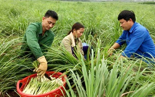 Hướng đi mới từ cây sả giúp phụ nữ dân tộc thiểu số ở Hoà Bình phát triển kinh tế