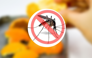 Đuổi muỗi trong nhà, tránh sốt xuất huyết bằng vài thứ có sẵn trong nhà