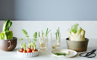 5 loại rau củ và thảo mộc có thể trồng thủy sinh trong nhà