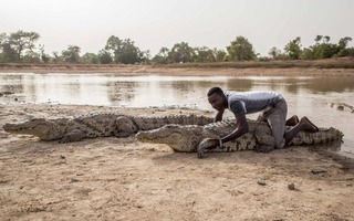 Con người và cá sấu đã chung sống hòa thuận suốt hơn 500 năm qua tại Burkina Faso