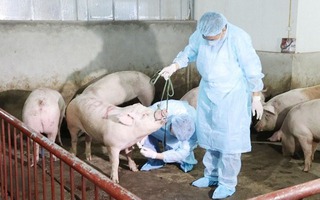 Triển khai quyết liệt, đồng bộ các giải pháp phòng, chống bệnh Dịch tả lợn Châu Phi