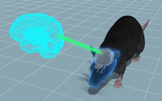 Thí nghiệm cấy ghép não: Sự phát triển của mô não người gây ra những thay đổi hành vi ở chuột