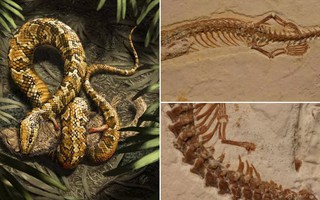 Vì sao rắn mất chân sau 26 lần tiến hóa khó khăn?