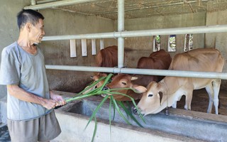 Đề án hỗ trợ bò giống cho người Ơ Đu ở Nghệ An-Bài cuối: Nhiều bất cập ngay từ khi xây dựng đề án
