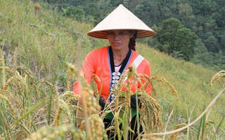 Hòa Bình: Phụ nữ dân tộc Tày thu hoạch lúa nếp nương