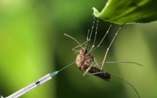 Tại sao Hoa Kỳ lại thả 2,4 tỷ con muỗi biến đổi gen ra bên ngoài môi trường?