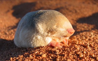 Sau 87 năm, loài chuột chũi vàng De Winton tưởng chừng đã tuyệt chủng xuất hiện trở lại ở Nam Phi