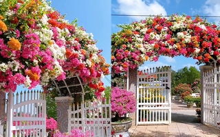 Cổng nhà rực rỡ sắc màu khiến người đi qua mê mẩn, học chủ nhà bí kíp cho hoa nở đúng Tết