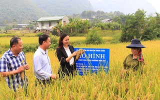 Giữ ổn định diện tích 3,56 triệu ha đất trồng lúa