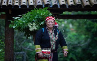 Lào Cai: Phát triển thương mại, sản xuất dược liệu gắn với du lịch cộng đồng vùng miền núi