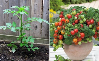 10 sai lầm khi trồng cà chua khiến cây không sai quả