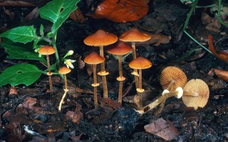 Nấm độc vào mùa: Những điều cần biết để an toàn khi dùng nấm