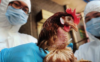 Virus H5N1 độc lực cao, có khả năng lây từ gia cầm sang người: Dấu hiệu nhận biết nhiễm bệnh