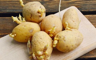 Cách trồng khoai tây cực dễ từ củ mọc mầm