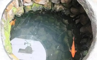 Vì sao cá được nuôi trong giếng hay bể nước mưa không thể lớn?