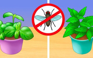 6 cách diệt côn trùng không cần sử dụng hóa chất